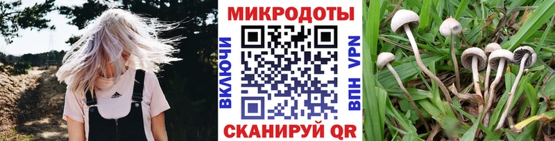 Купить где  Никольское  Галлюциногенные грибы Psilocybine cubensis 